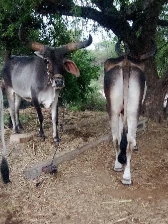 ગોઢલા વેસવાના છે
