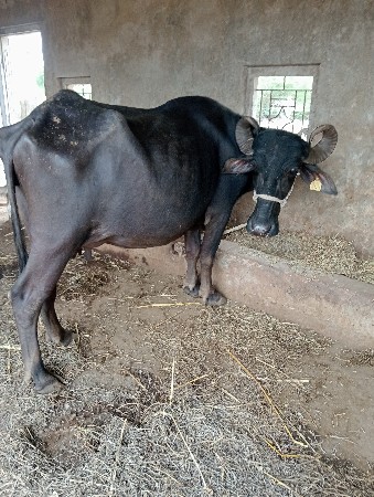 ખડેલી વેચવાની છે
