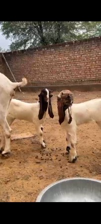 2 જોડી દેવાની છે