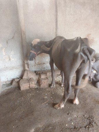 ખડેલી ને પાડો વેચવાના છે