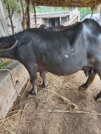 ભેસ