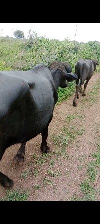 બેખડેલું વેચવાની છે