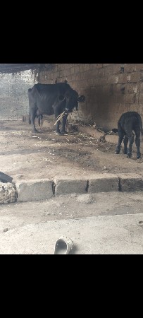 ભૈસ વૈસવા સે
