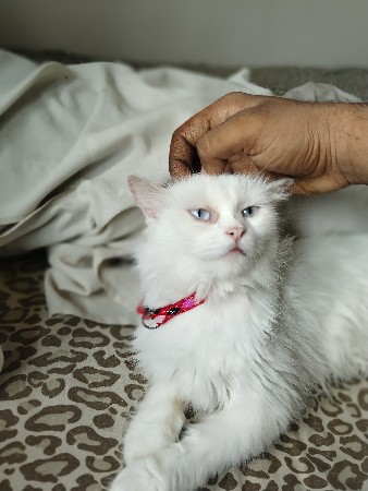 persian cat female full white blue