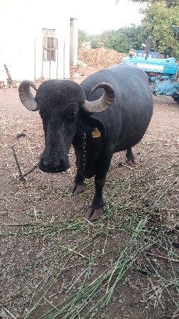વેચવાની છે