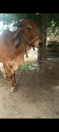 5 ગાયું વેચવાની સે
