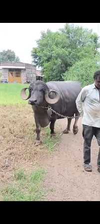 ભેંસ