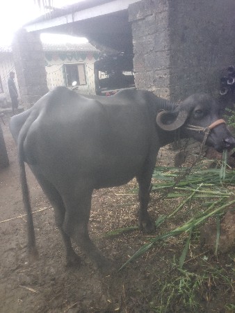 ભેંસ વેચવાની છે