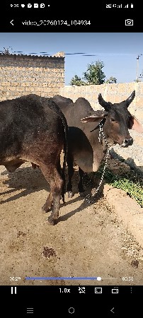 ગાય વેસવાની છે