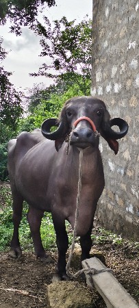 બે ભેંસ વેચવાની છે.