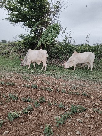 ગોઢલા