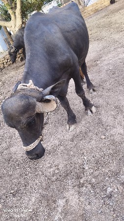 ભેંસ વેચવાની છે