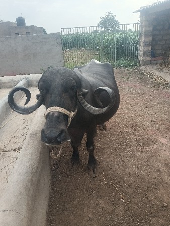 ભેંસ વેચવાની છે