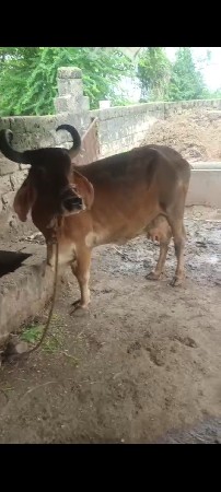ગાય વેસવાની છે