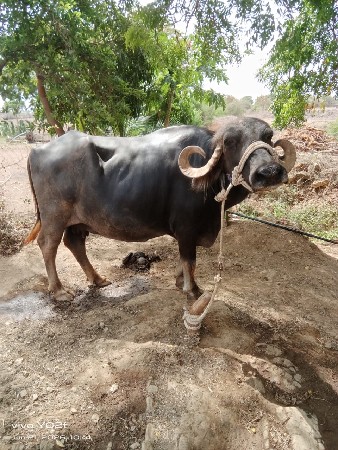 bhesh vechvani se