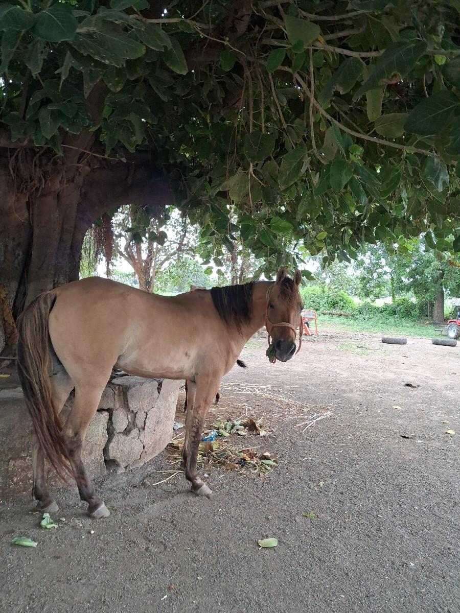 ઘોડી ના સાટા કરવા ના છે