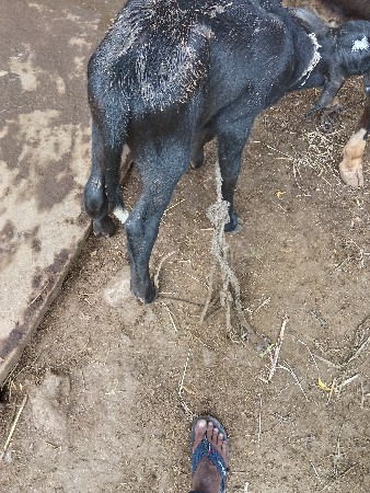 આ પાડો વેંચવા નો છે