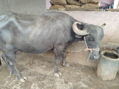 ભેંસ