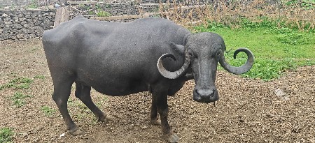ભેંસ વેચવાની છે