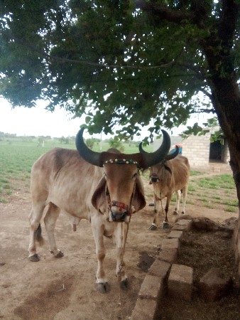 બળદ વેચવાના છે