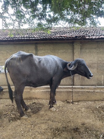 આ ભેંસ વેચવાની છે