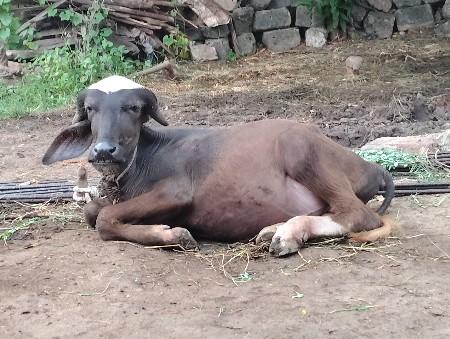 પાડો દેવા નો સે 1 વષૅ નો