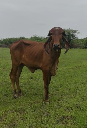 વાછળી વેચવાની છે