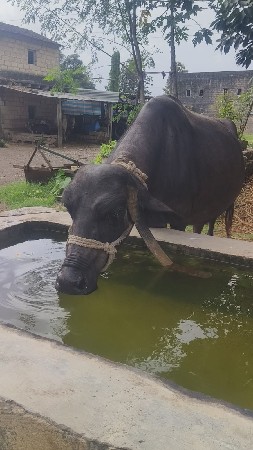 ભેંસ વેચવાની છે