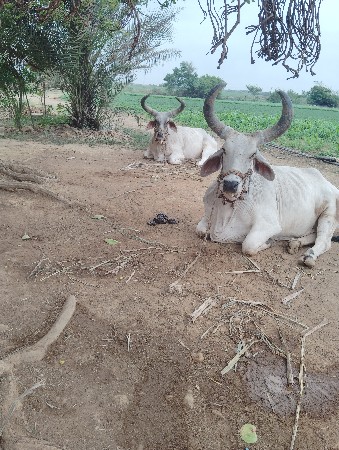 વેચવાના