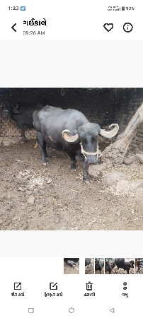 ભેંસ વેચવાની છે