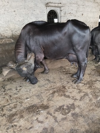 ભેંસ વેચવાની છે
