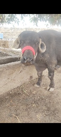 આ જાફરી ટોપલ ખડેલિ વેચવાની છે