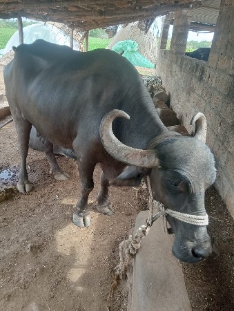 tiju vetar viyase