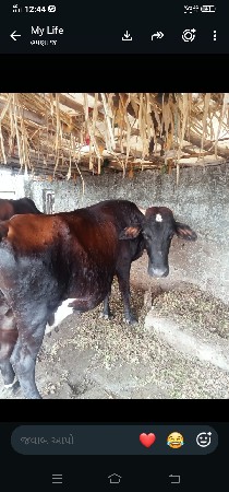 જરસીગાયવેસવાનીસેએકમયનાનીગાભણીસે
