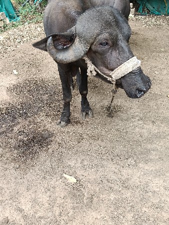 સીમર