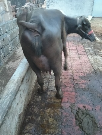 ભેંસ વેચવાની છે
