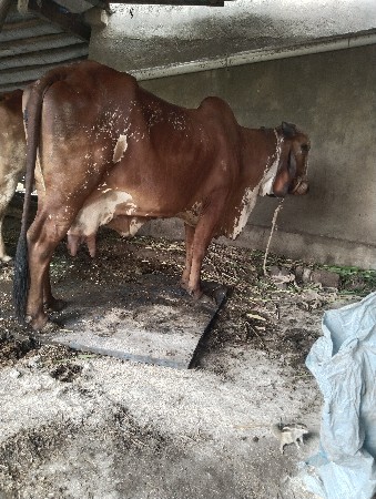 બીજું વેતર સે