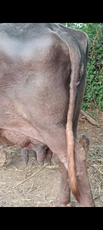 જાફરાબાદી ભુરી ભેંસ છે