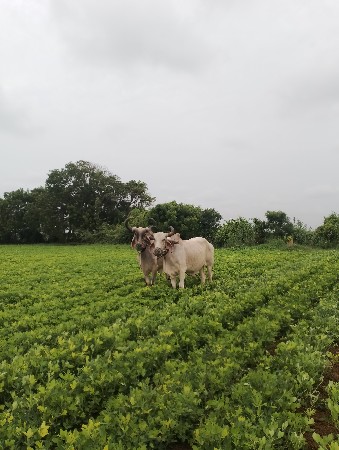 બળદ વેચવા ના છે