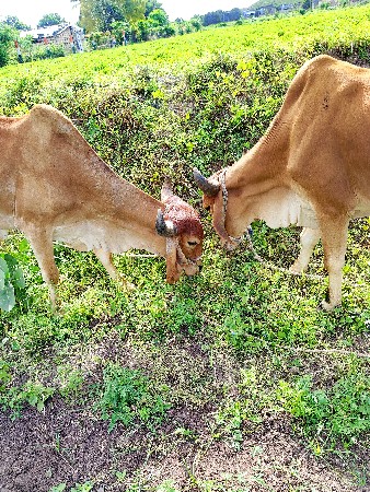 ગોઢલા