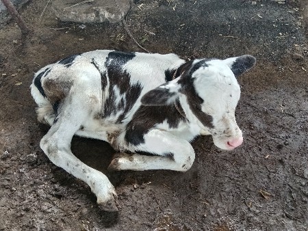 ગાય વેસવાની છે