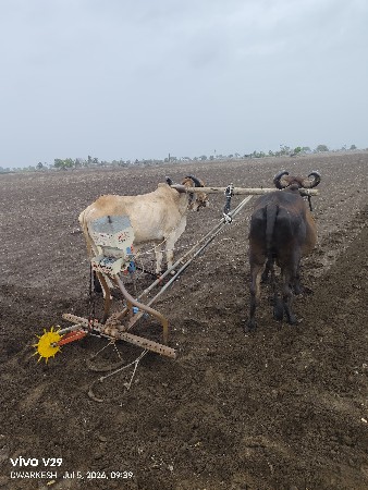 બડદ વેચવા ના છે