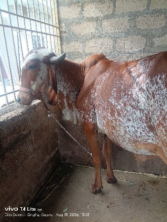 ઓરીજનલ ગીર ની વાચડી