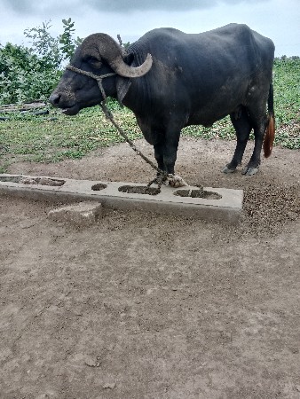 ભેંસ વેચવાની છે