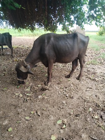 ખડેલી