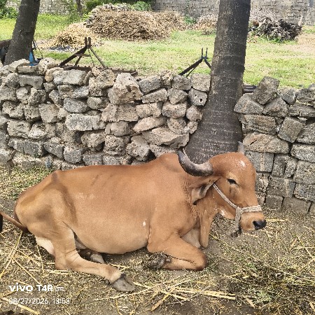 ગાય વેચવાની છે ફૂલ જવાબદારી છે