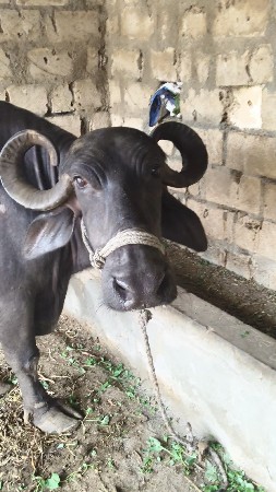 વેતર 3