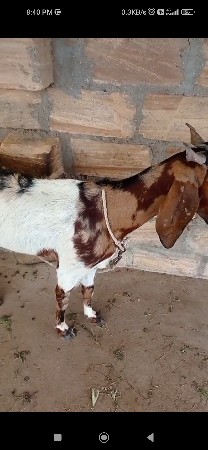 bakri vechvani chhe