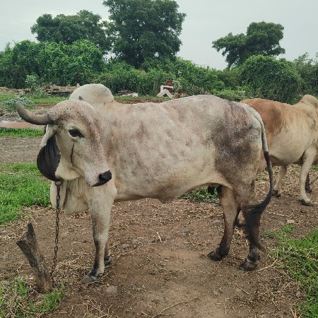 લિલડી ગાય વેચવાની છે