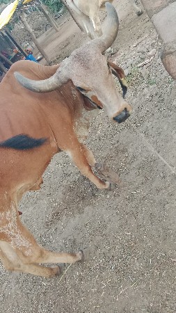 ત્રીજું વેતર